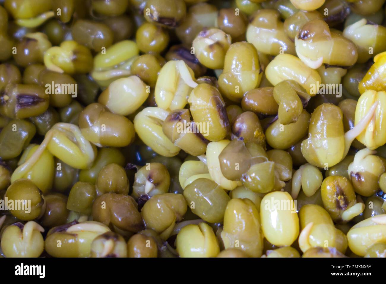 A top view texture background full of sprouted green gram dal Stock Photo