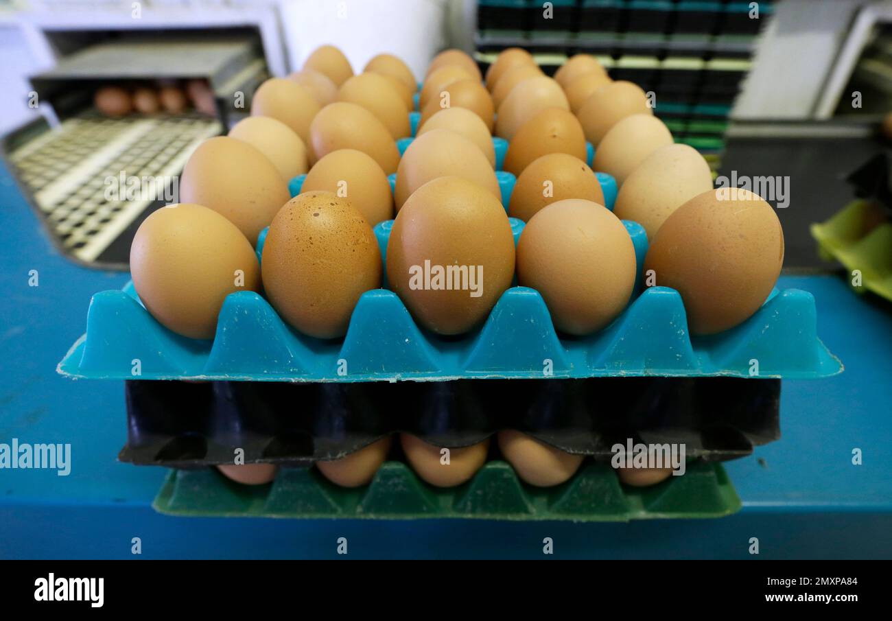 FILE In this Oct. 21, 2015, file photo, eggs laid by cagefree