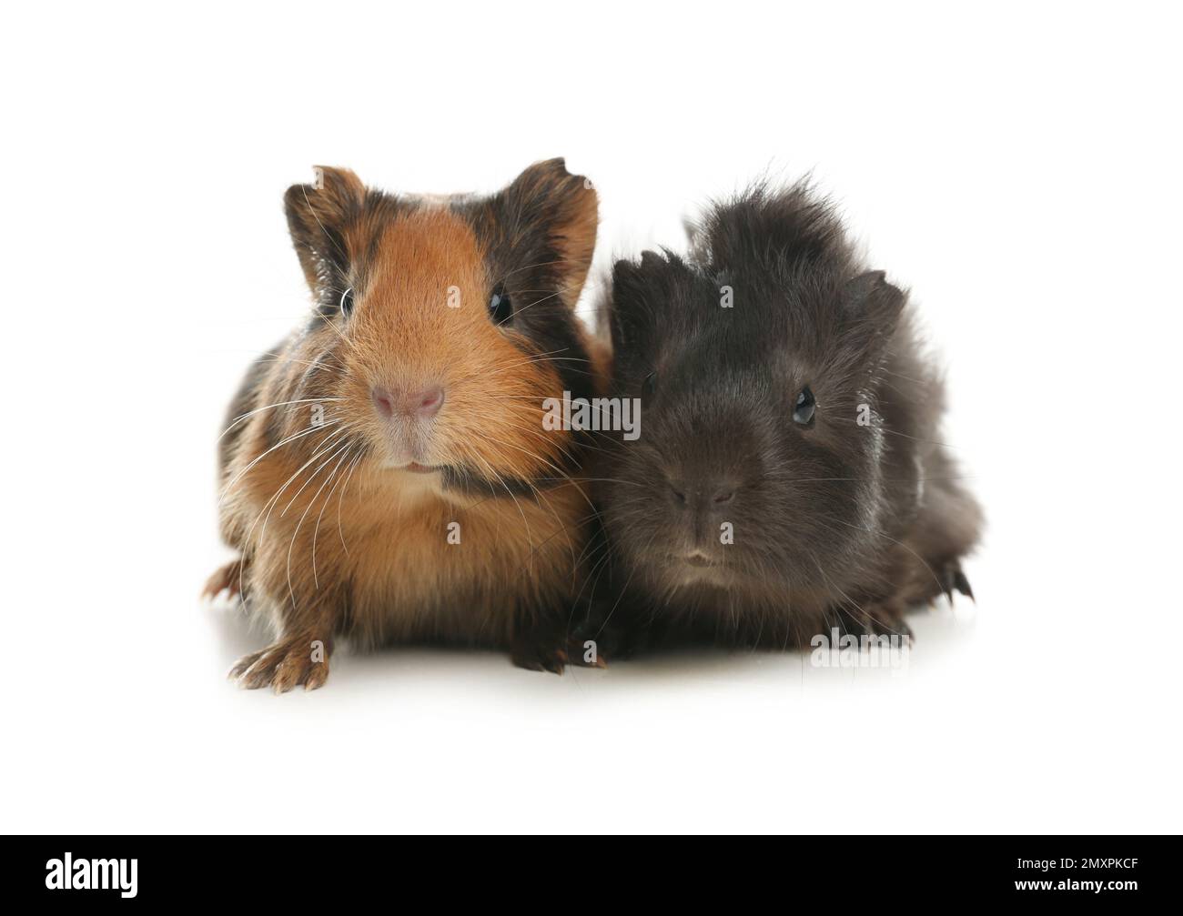 Cute funny guinea pigs on white background Stock Photo