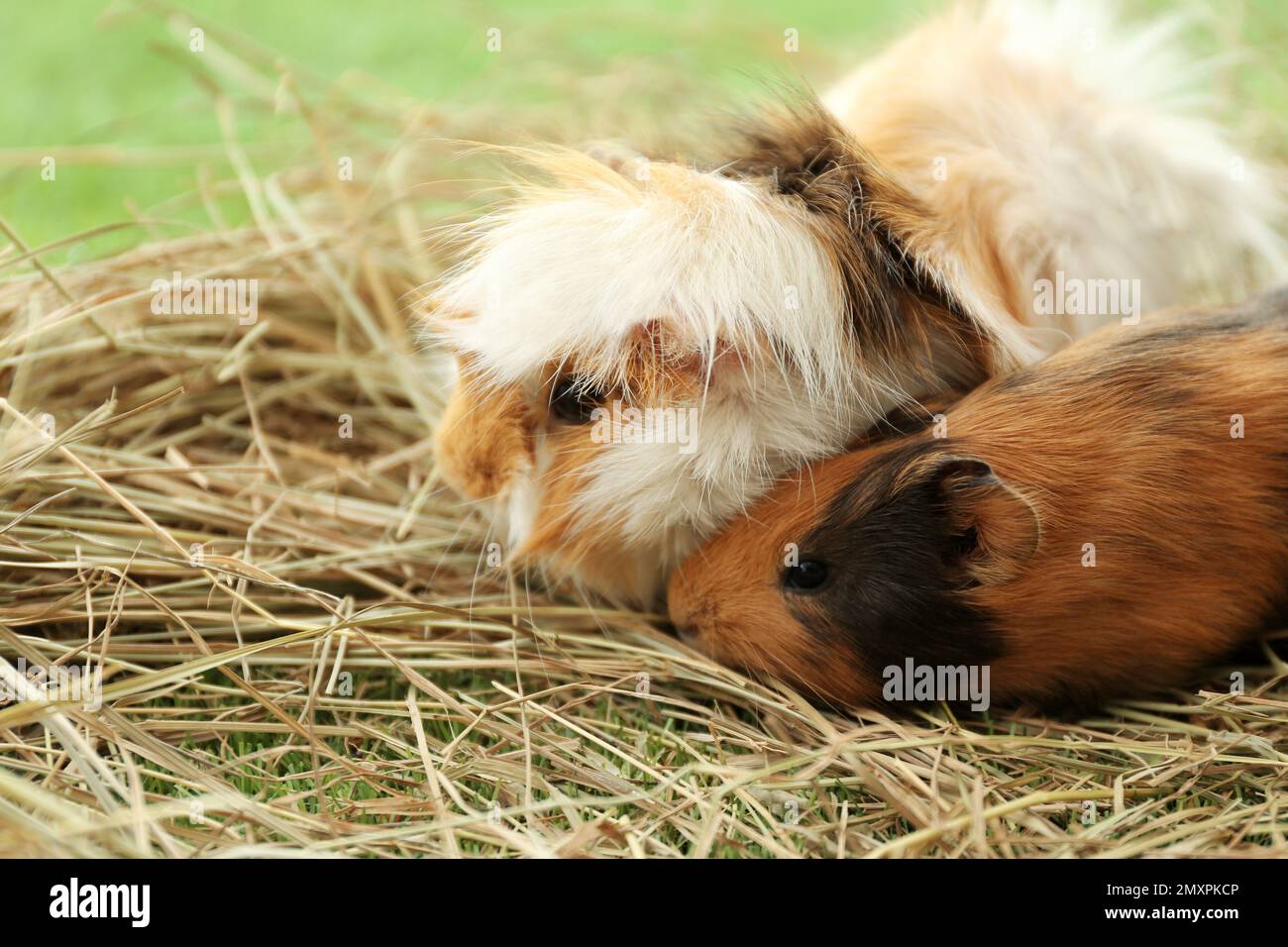 View of Cute funny guinea pigs and hay outdoors, closeup Stock Photo - Alamy