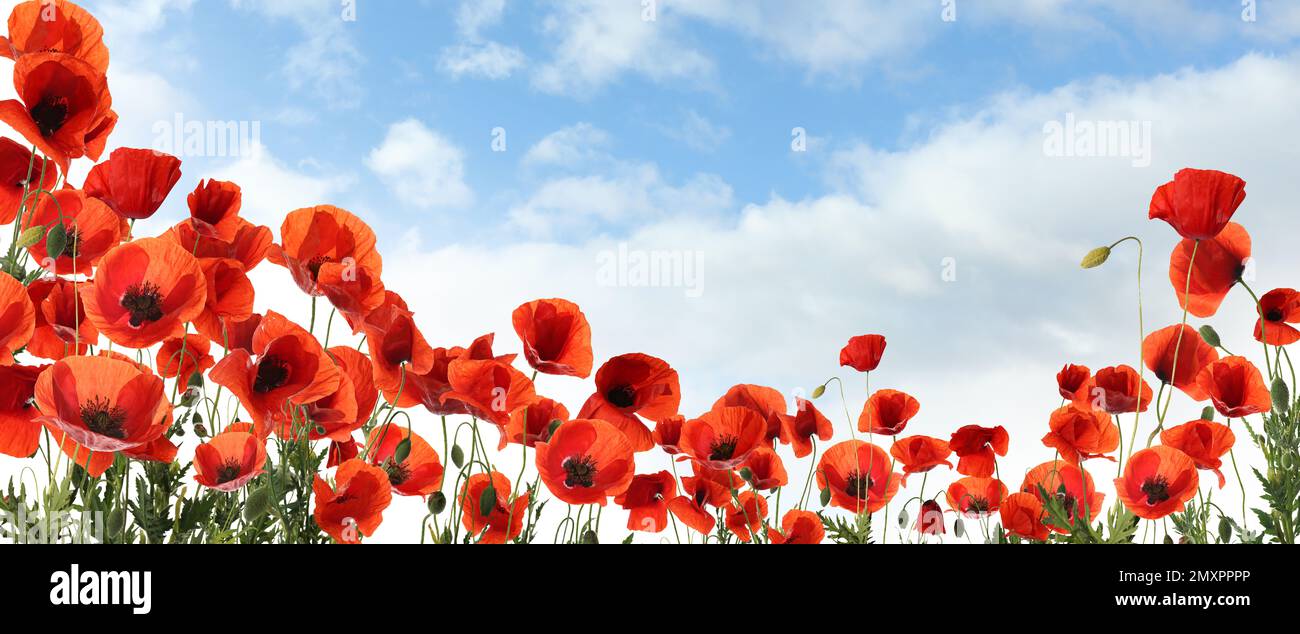 Beautiful red poppy flowers under blue sky with clouds, banner design ...