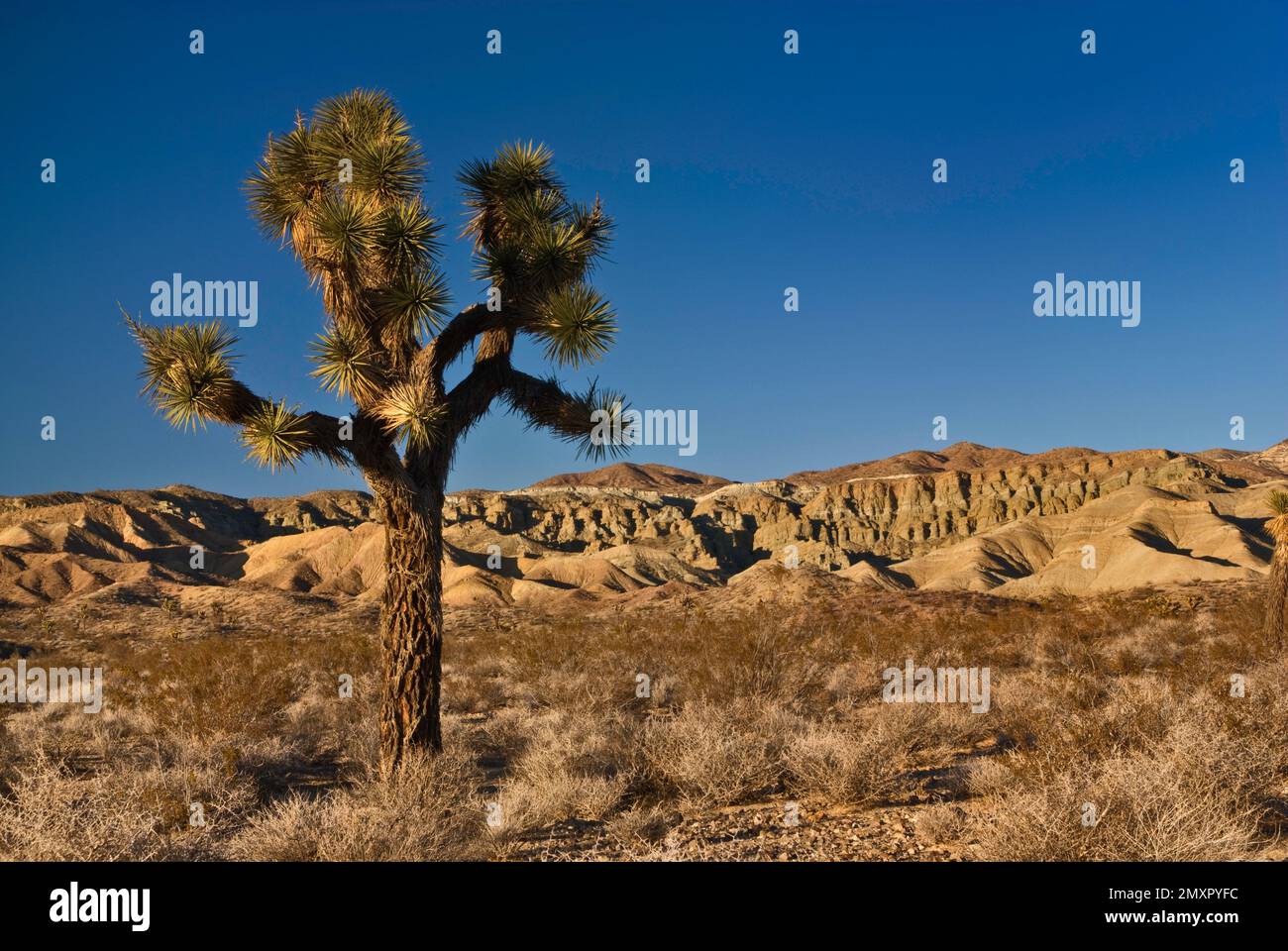 Joshua Trees at Rainbow Basin National Natural Landmark near Barstow