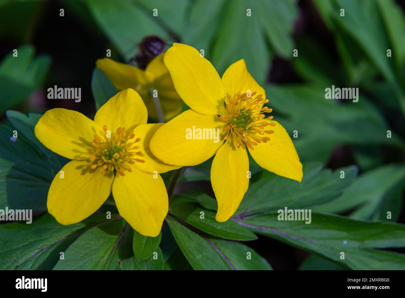 Anemone ranunculoides, the yellow anemone, yellow wood anemone or ...