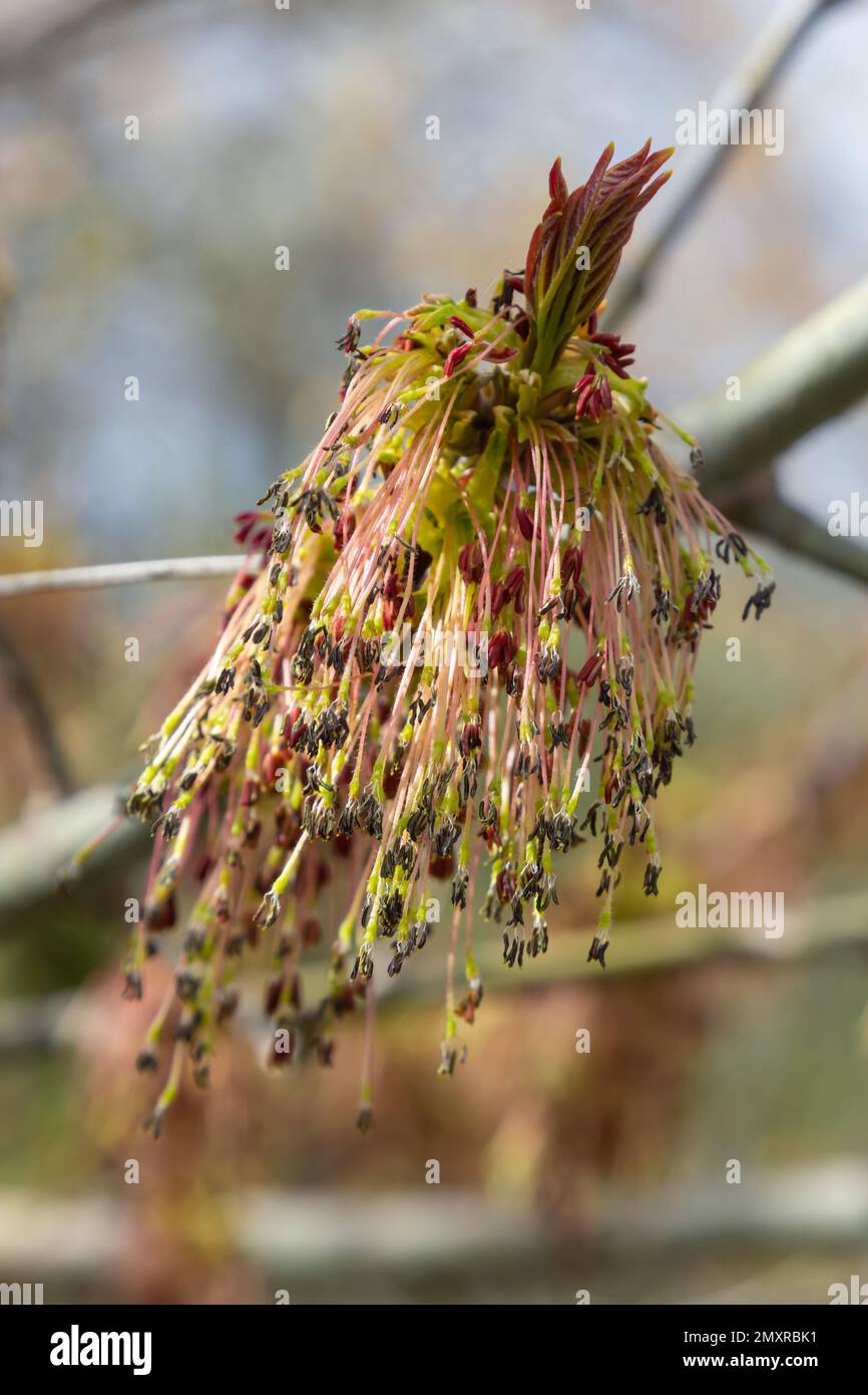 Box Elder, Acer negundo, blossom. Box Elder inflorescence in spring. Close-up. Stock Photo