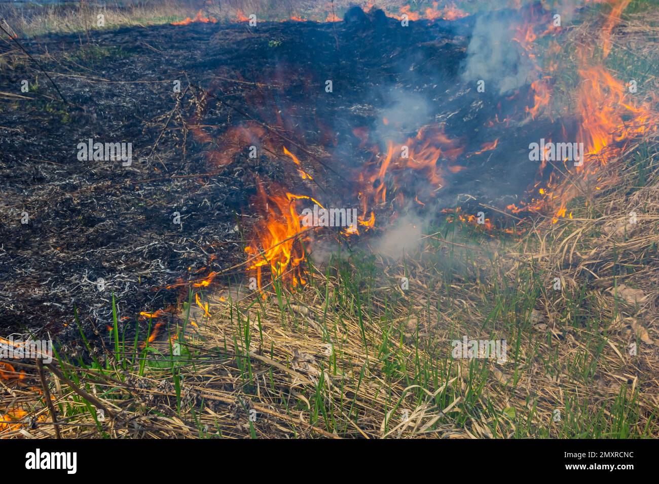 Burning old dry grass in garden. Flaming dry grass on a field. Forest