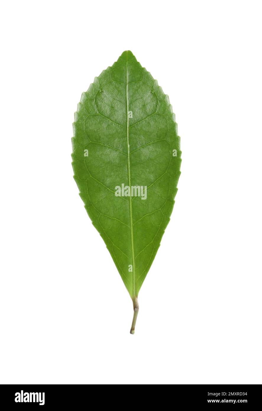 Green leaf of tea plant isolated on white Stock Photo - Alamy