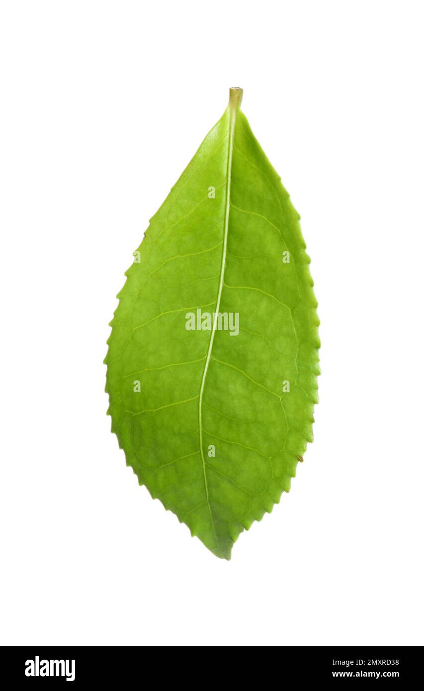 Green leaf of tea plant isolated on white Stock Photo - Alamy
