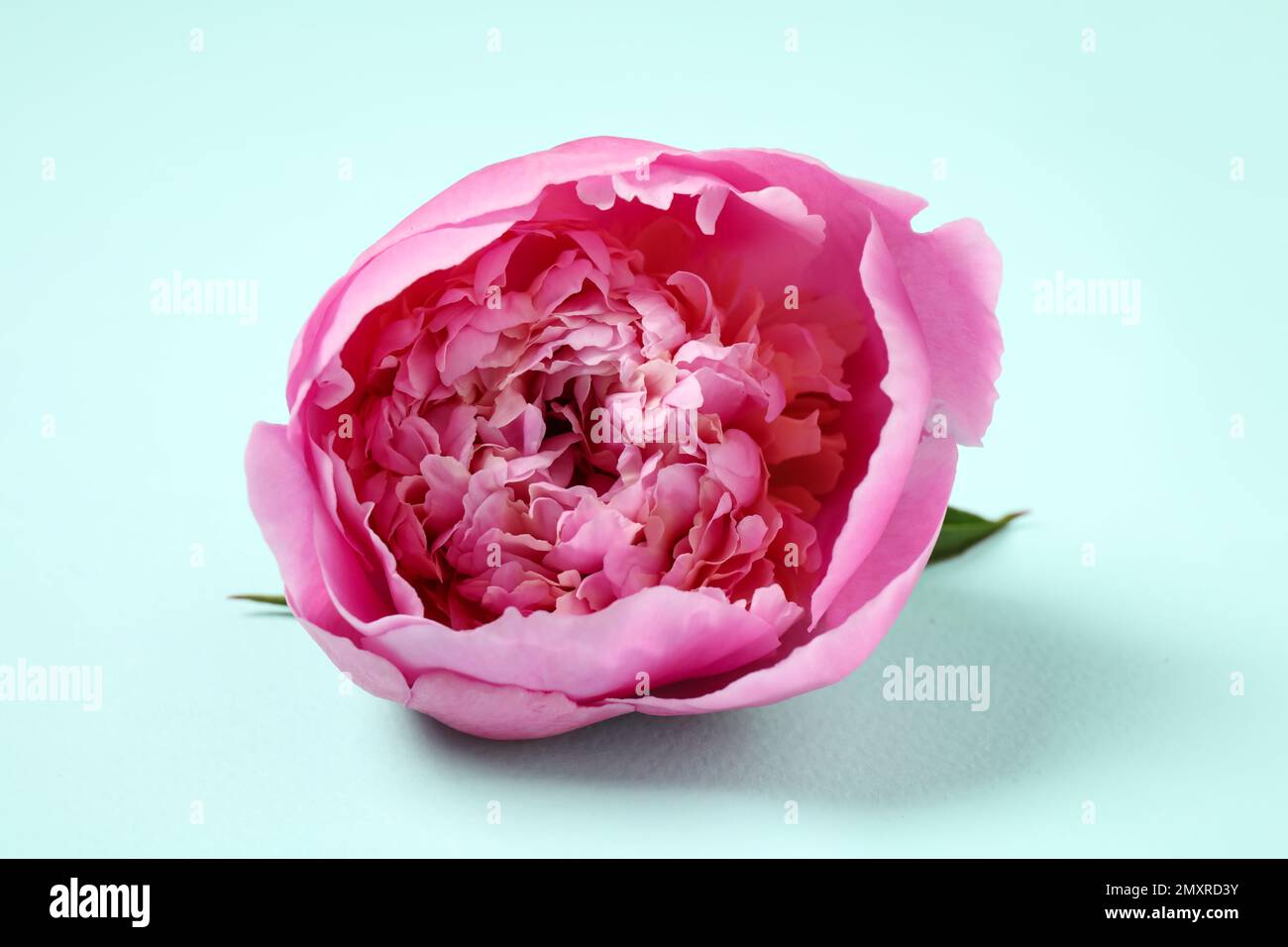 Beautiful pink peony on light blue background Stock Photo - Alamy