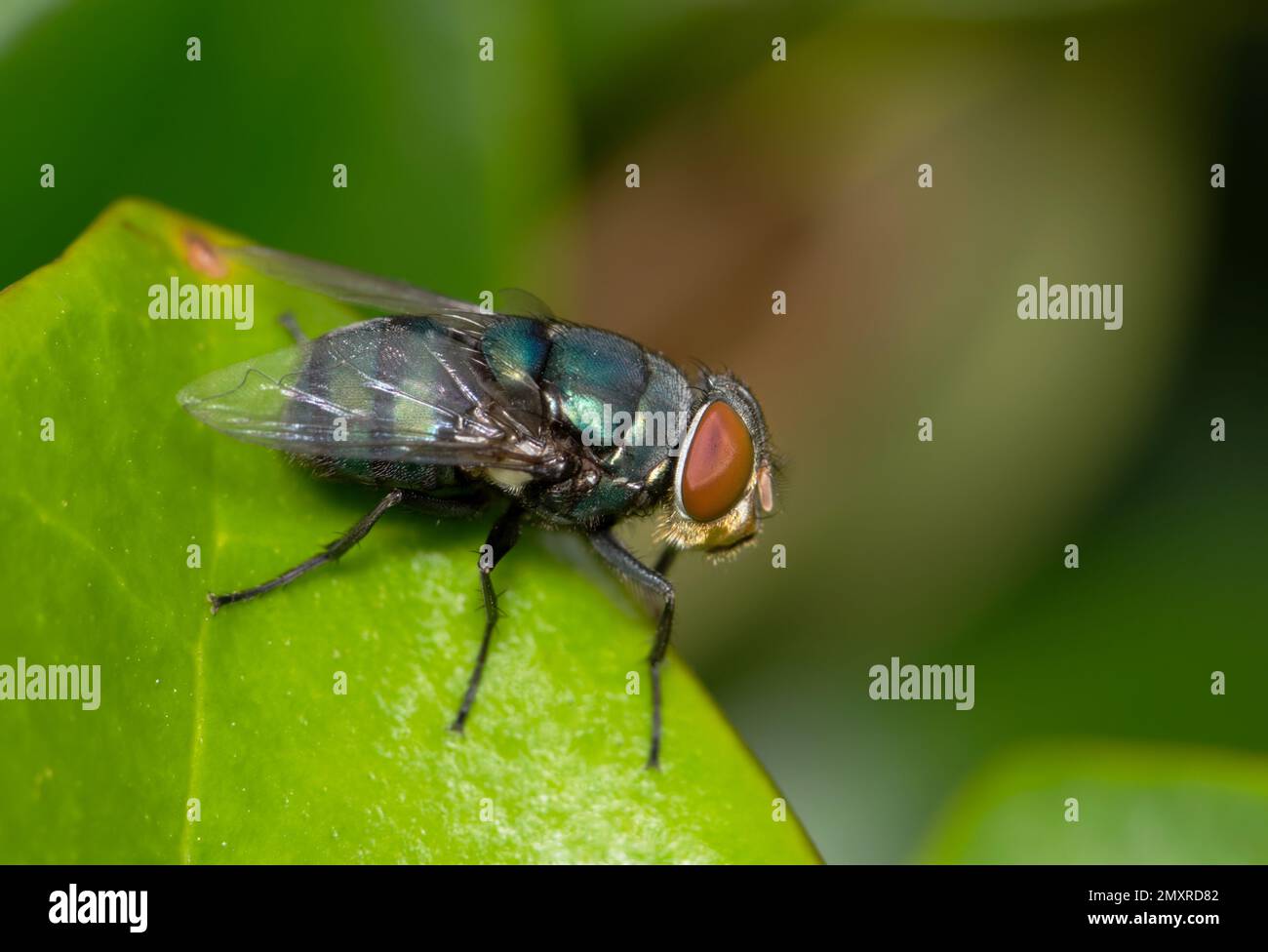 Bluebottle fly (Lucilia sericata) resting on a leaf. Common blowflies that are found worldwide, usually in tropical climates. Stock Photo