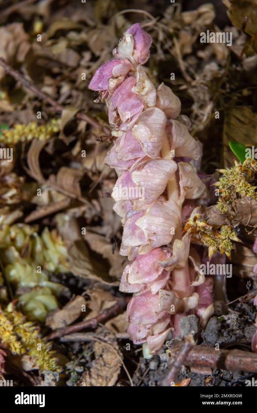 grow toothwort in natural habitat on spring, Lathraea squamaria. Stock Photo