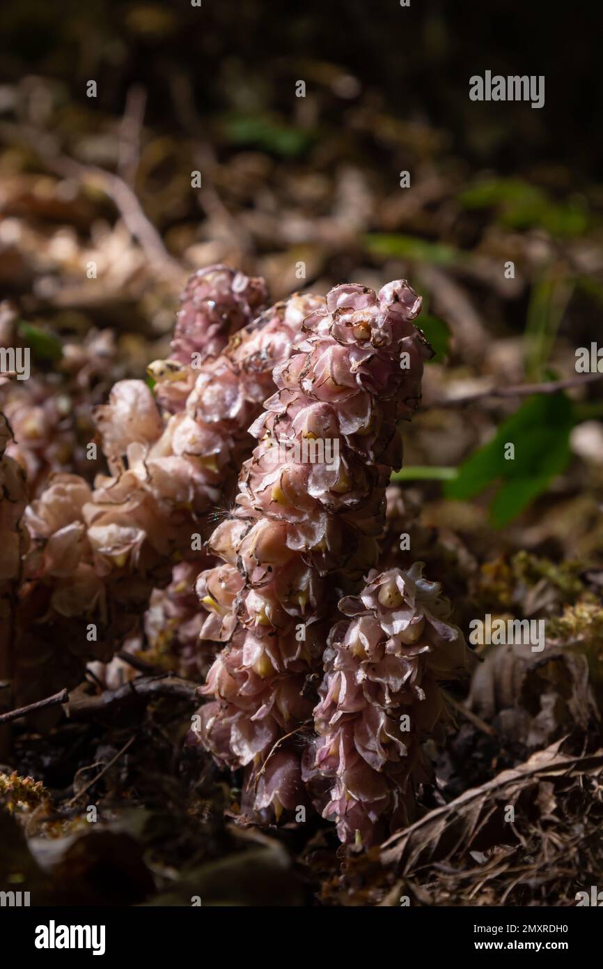 grow toothwort in natural habitat on spring, Lathraea squamaria. Stock Photo