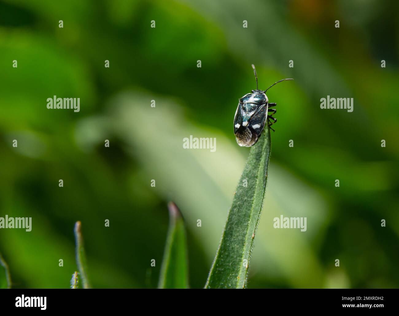 Cabbage bug, brassica shieldbug, Eurydema oleracea, of the family