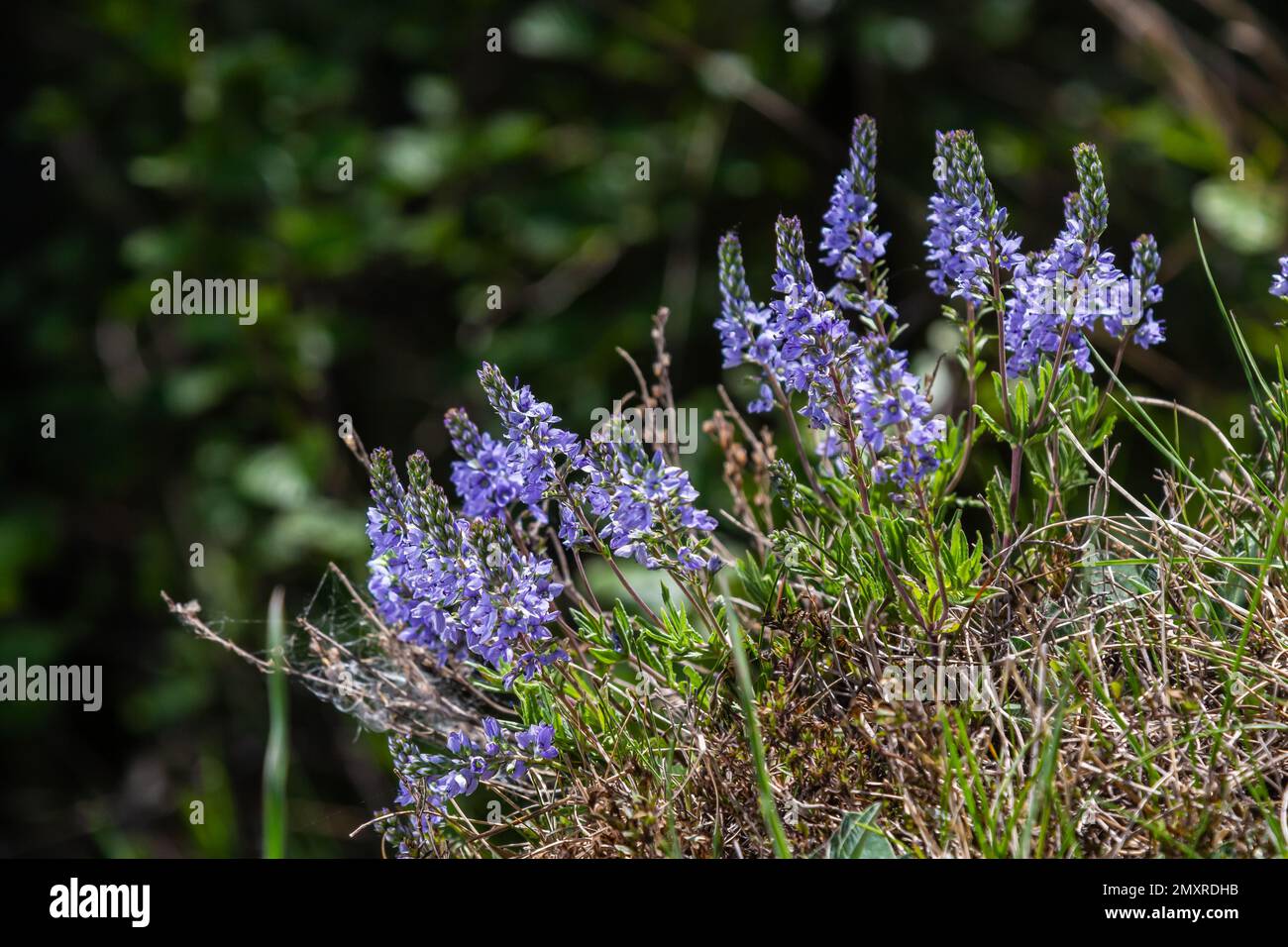 Veronica prostrata is a low light blue blooming plant of sunny hills, a mountain flower. Stock Photo