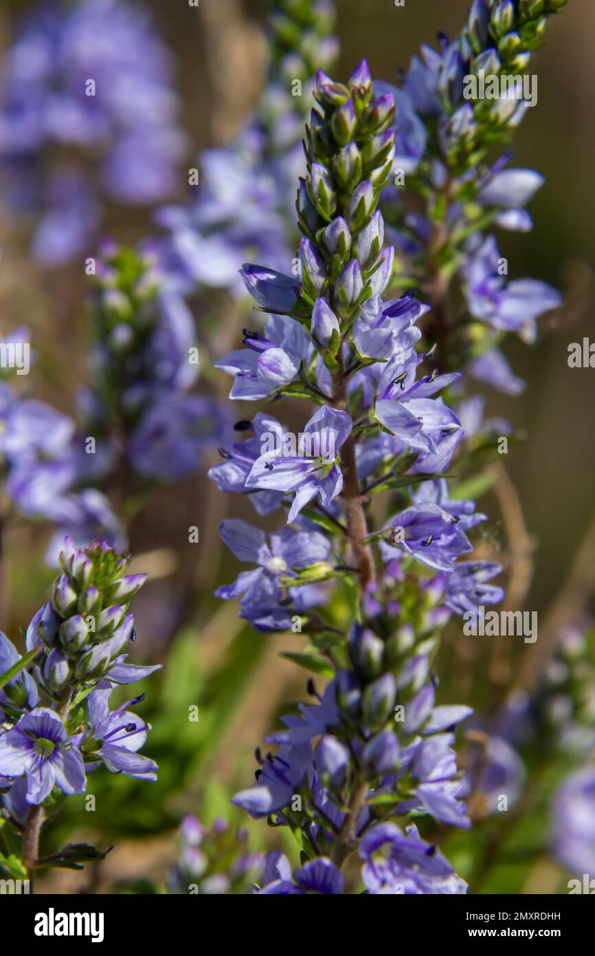 Veronica prostrata is a low light blue blooming plant of sunny hills, a mountain flower. Stock Photo