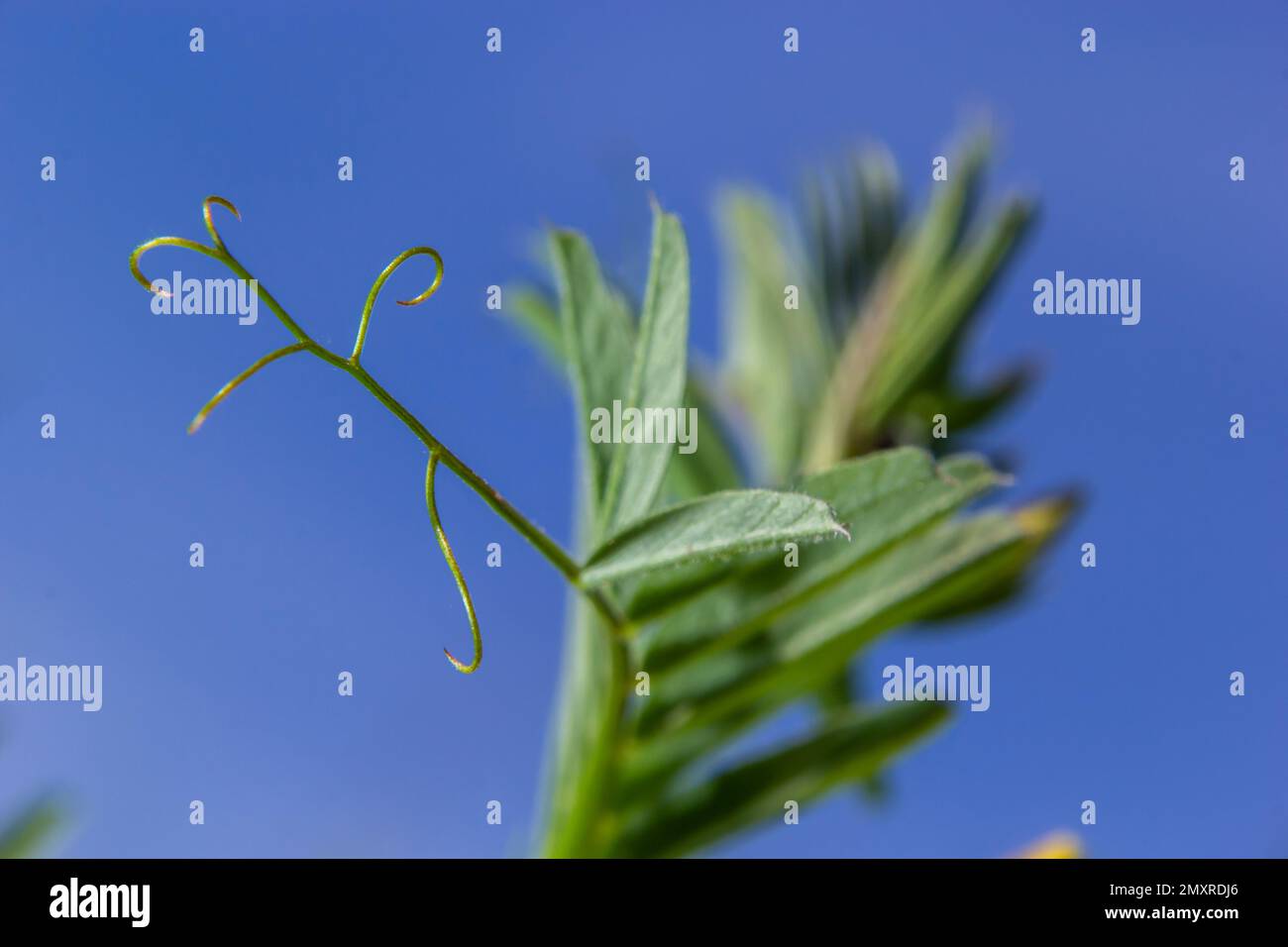 Vicia lutea - smooth yellow vetch. Spring wildflowers on a sunny day in the meadow. Stock Photo