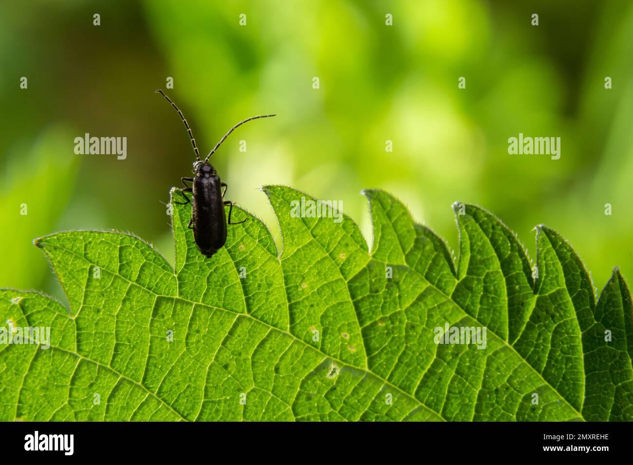 soldier beetle, Cantharis obscura, on grass inflorescence Stock Photo ...