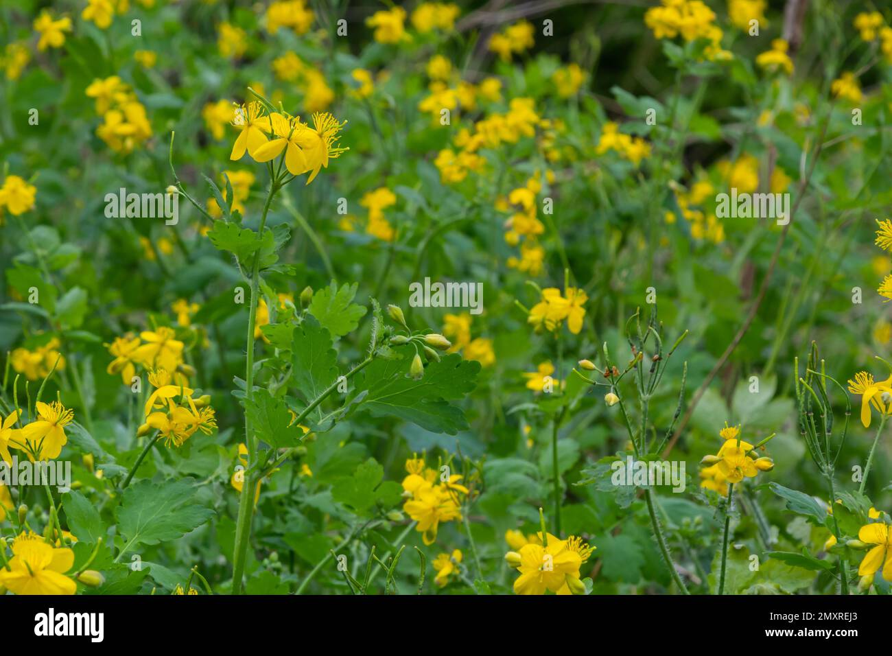 Greater Celandine, yellow wild flowers, close up. Chelidonium majus is poisonous, flowering, medicinal plant of the family Papaveraceae. Yellow-orange Stock Photo