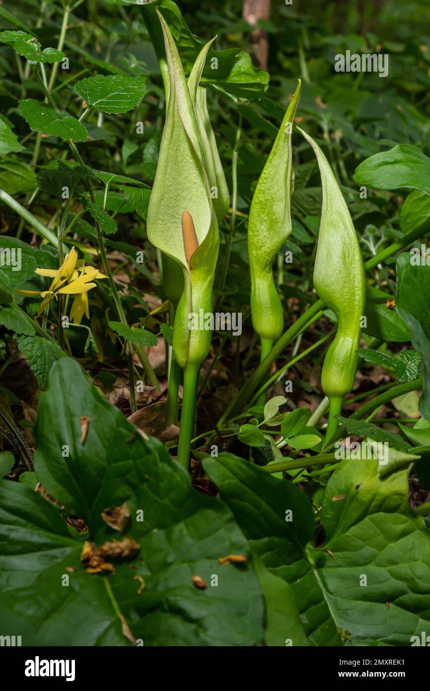 Flower of Lord and ladies or snakeshead plant, Arum maculatum. Stock Photo