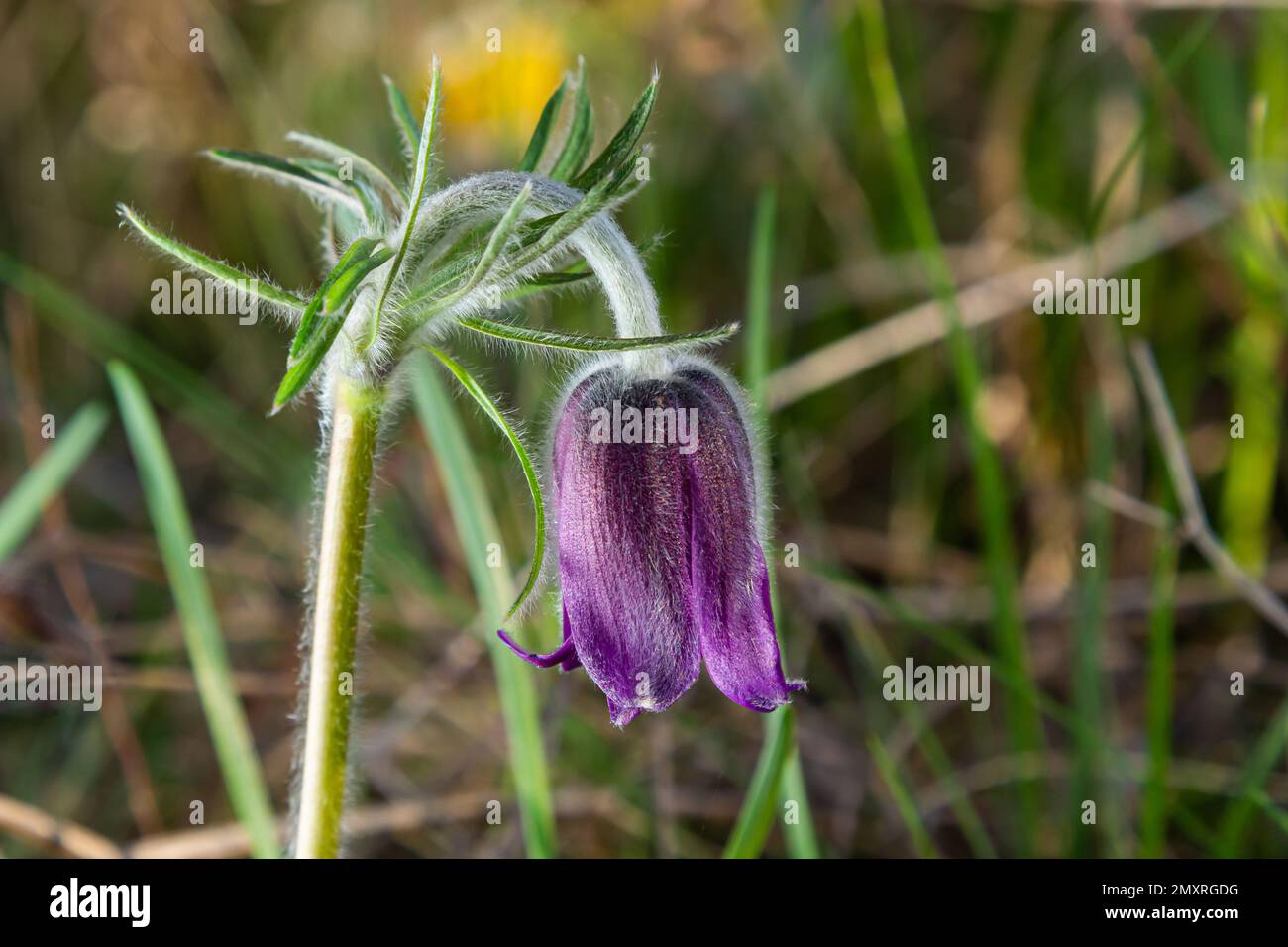 Pulsatilla patens. Pulsatilla easter flower on the meadow. Pulsatilla pratensis blooming. fluffy purple spring flower dream grass. Primrose during the Stock Photo