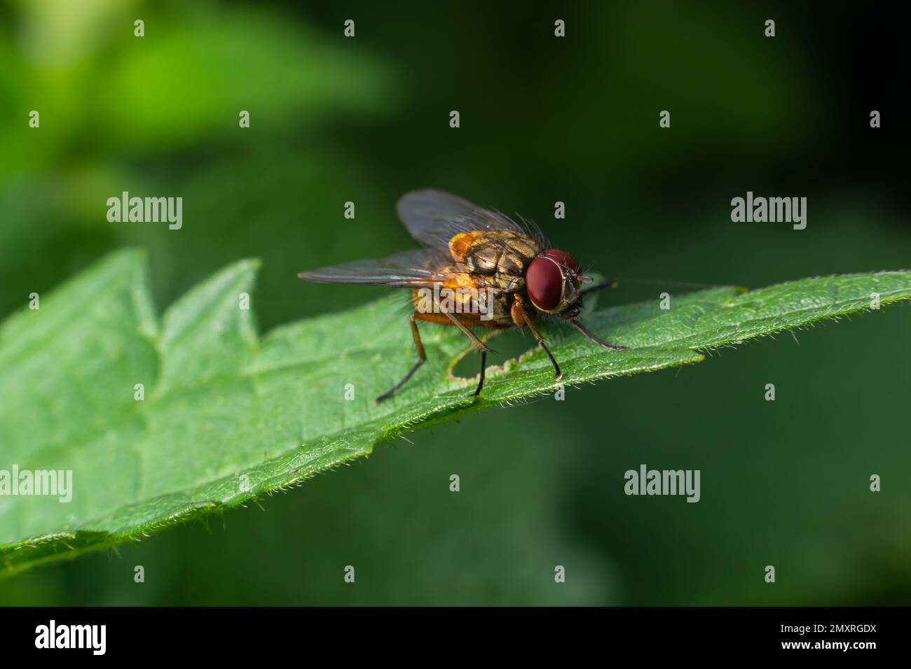 Mydaea corni A large brown fly living in moist stands on the edge of spruce forests. Stock Photo