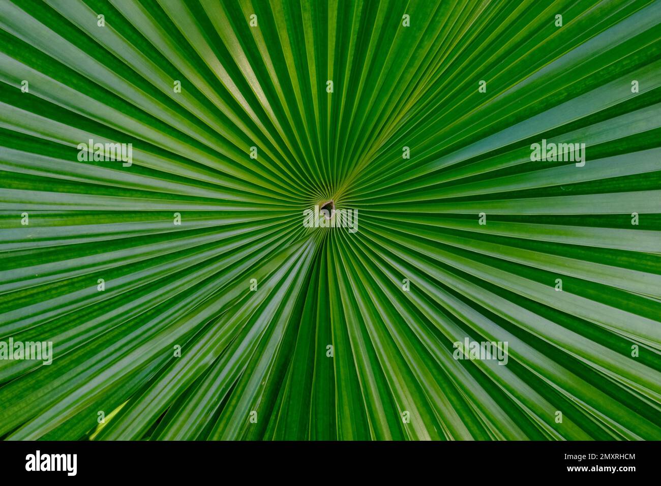Close up beautiful palm tree hi-res stock photography and images - Alamy