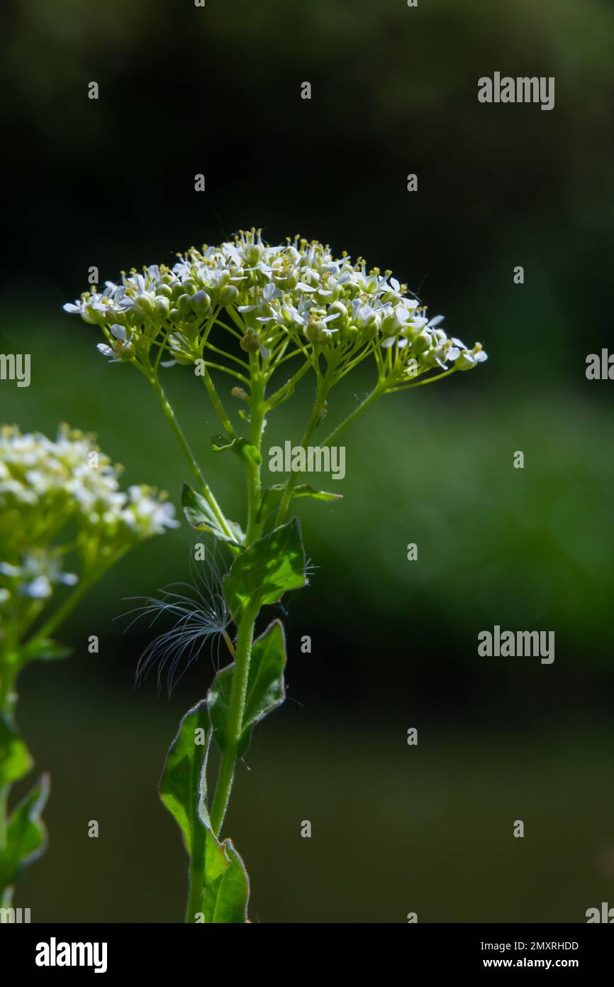 Lepidium draba, Cardaria draba, Hoary Cress, Brassicaceae. Wild plant shot in the spring. Stock Photo