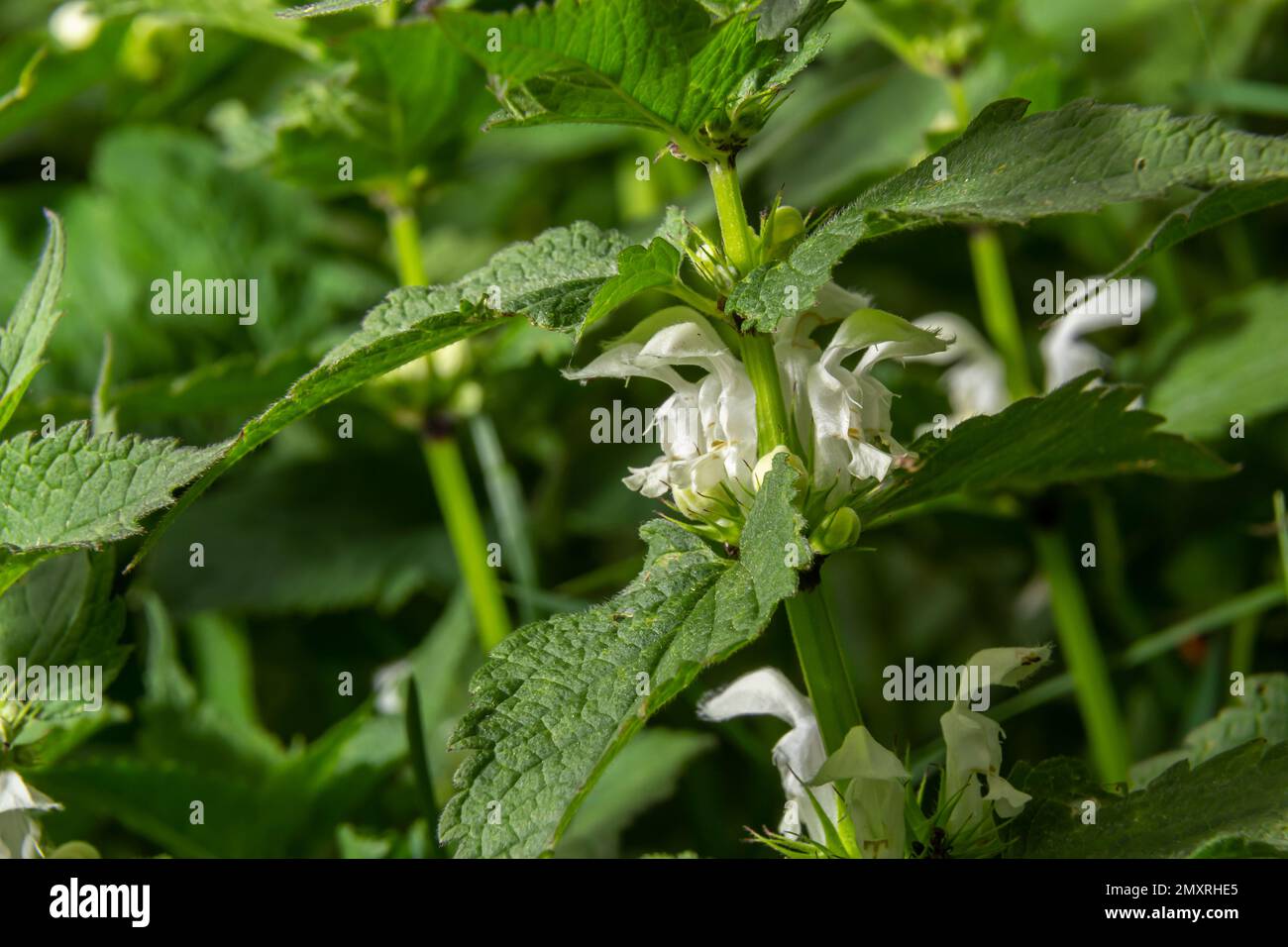 The blossoming dead nettle in sunny day a close up. Lamium album. Lamiaceae Family. Stock Photo