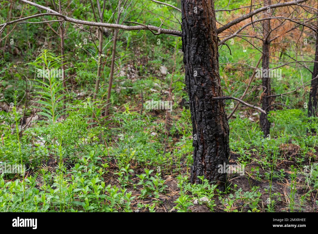 Dry young pine trees after a grass fire. Burnt tree trunks, dried
