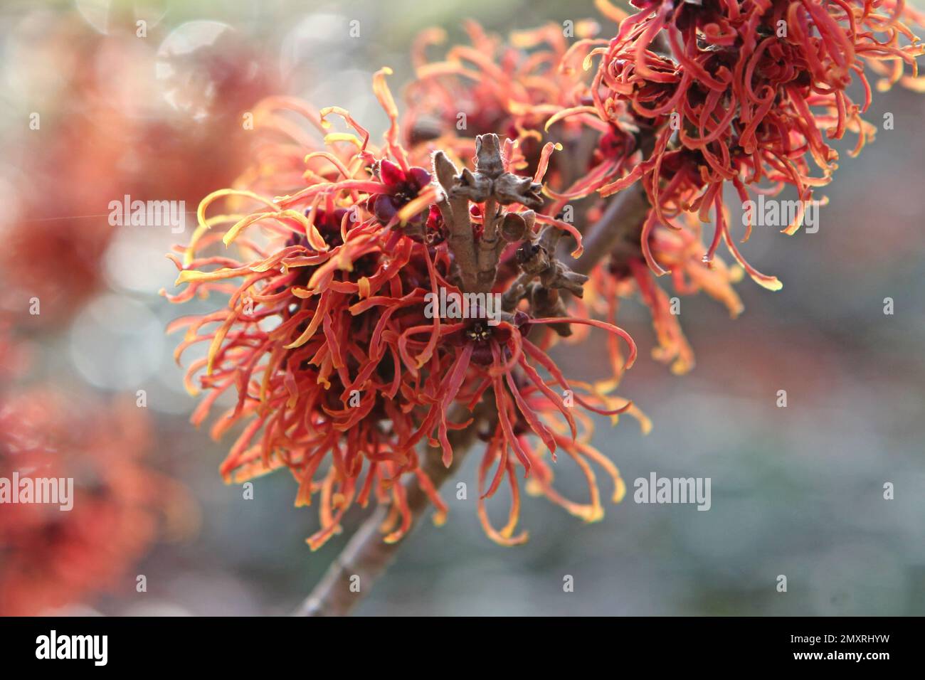 Witch hazel 'Jelena' in flower. Stock Photo