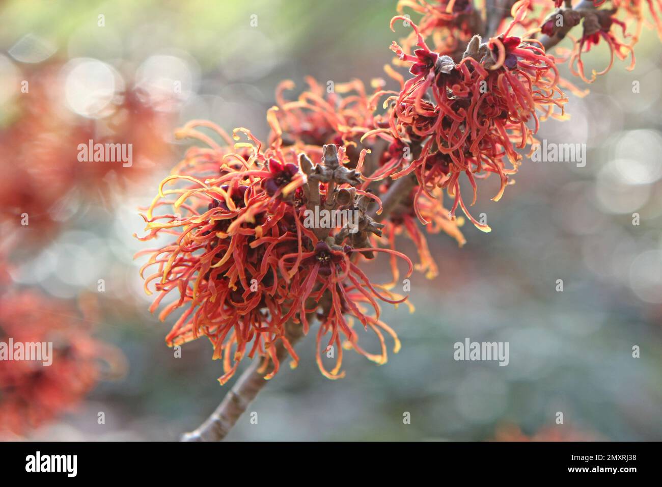 Witch hazel 'Jelena' in flower. Stock Photo