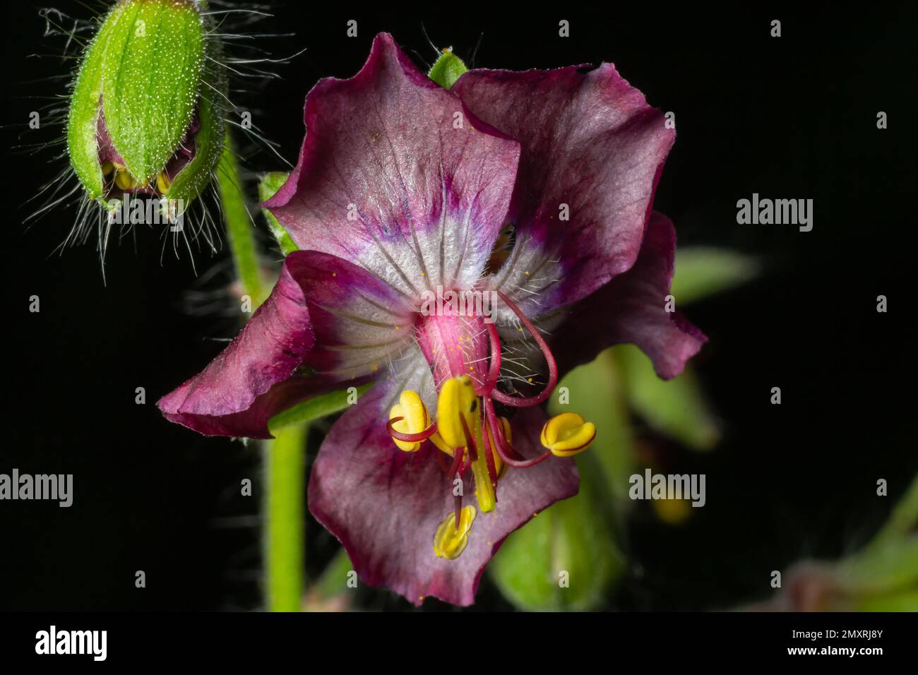 Geranium phaeum, commonly called dusky cranes bill, mourning widow or black widow, is a herbaceous plant species in the family Geraniaceae. Flowers of Stock Photo