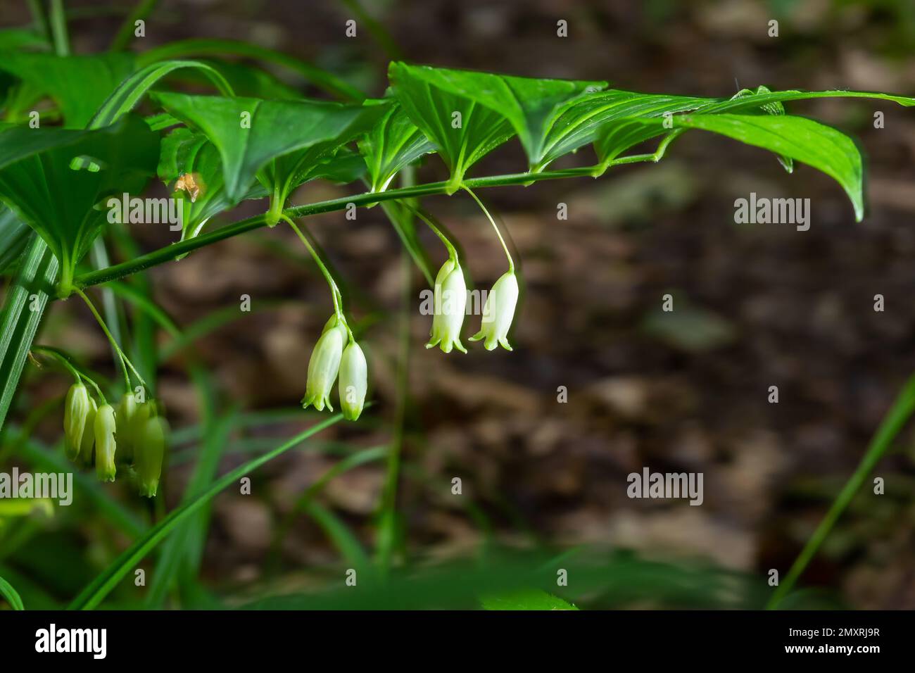 Polygonatum odoratum flowers hanging at regular intervals. The Korean name of this plant, which scientific name is the Polygonatum odoratum, is called Stock Photo