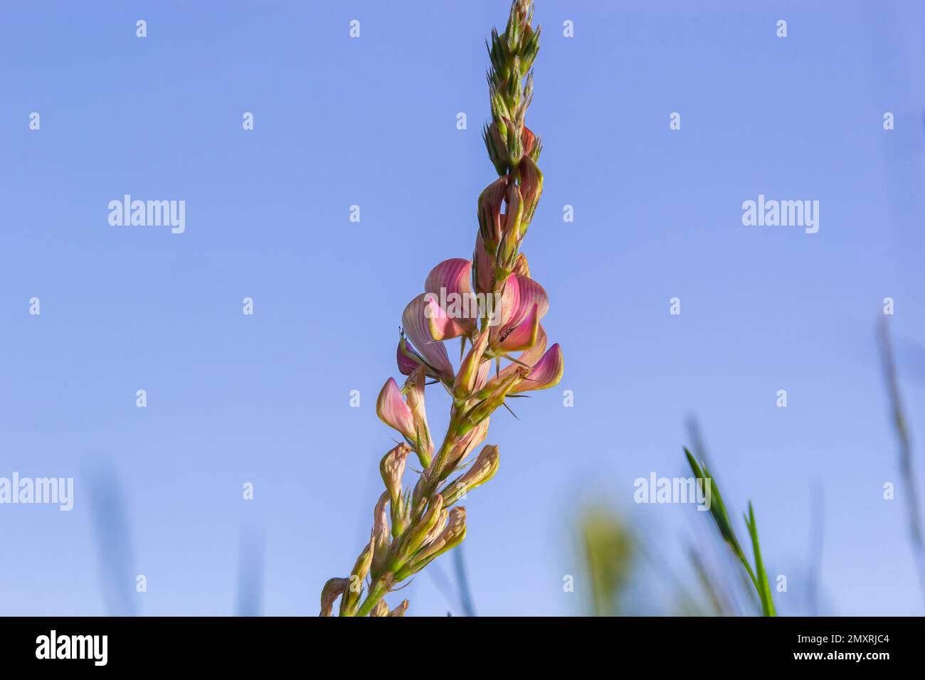Sainfoin, Onobrychis viciifolia, growing in the grassland. Common sainfoin fowering in summer. Stock Photo