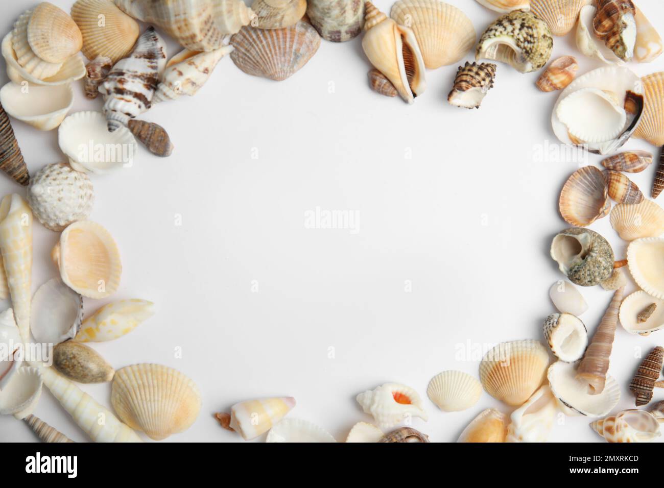 Shells With Text Box Frame made with different sea shells on white background, top view ...