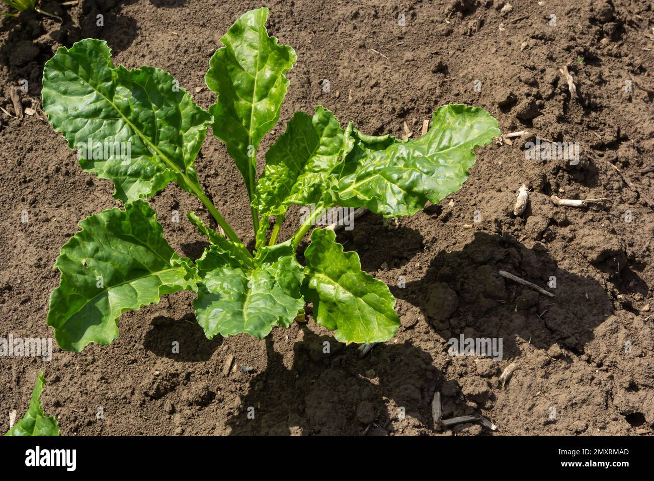 Agricultural scenery of of sweet sugar beet field. Sugar beets are ...