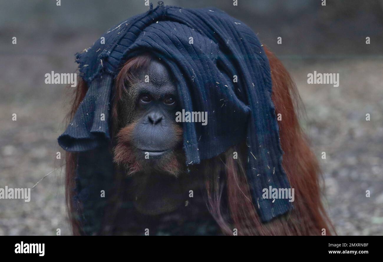 In this Sept. 13, 2016 photo, Sandra the orangutan sits in her