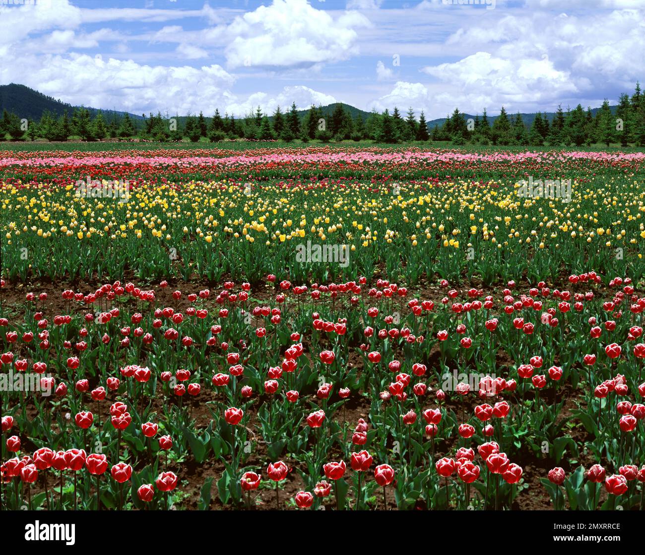 Yunnan province fields hi-res stock photography and images - Alamy