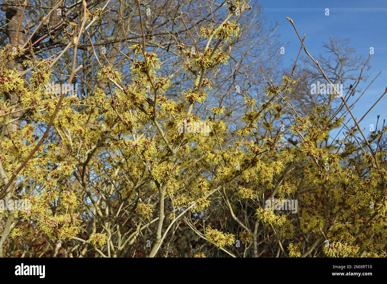 Witch hazel 'Pallida' in flower. Stock Photo