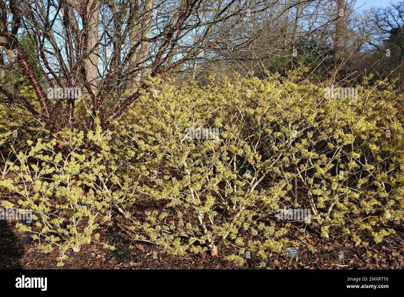 Witch hazel 'Pallida' in flower. Stock Photo