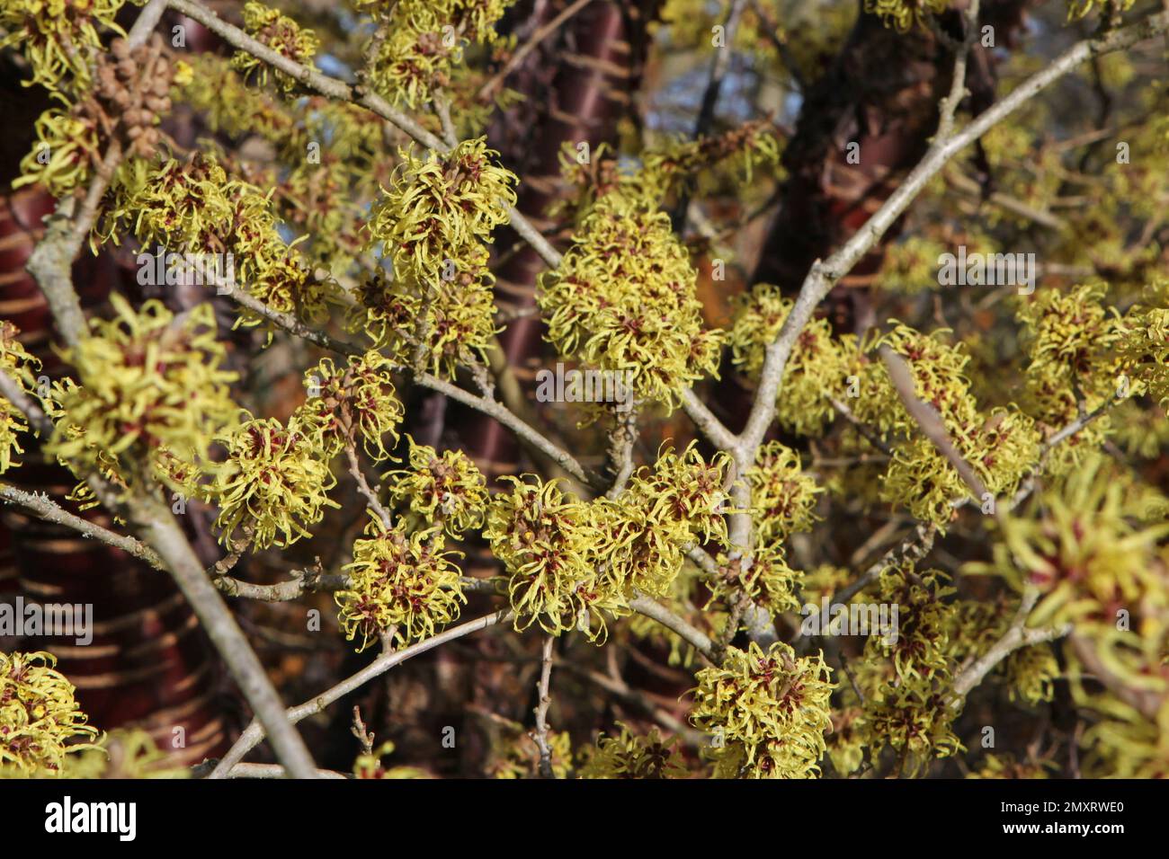 Witch hazel 'Pallida' in flower. Stock Photo