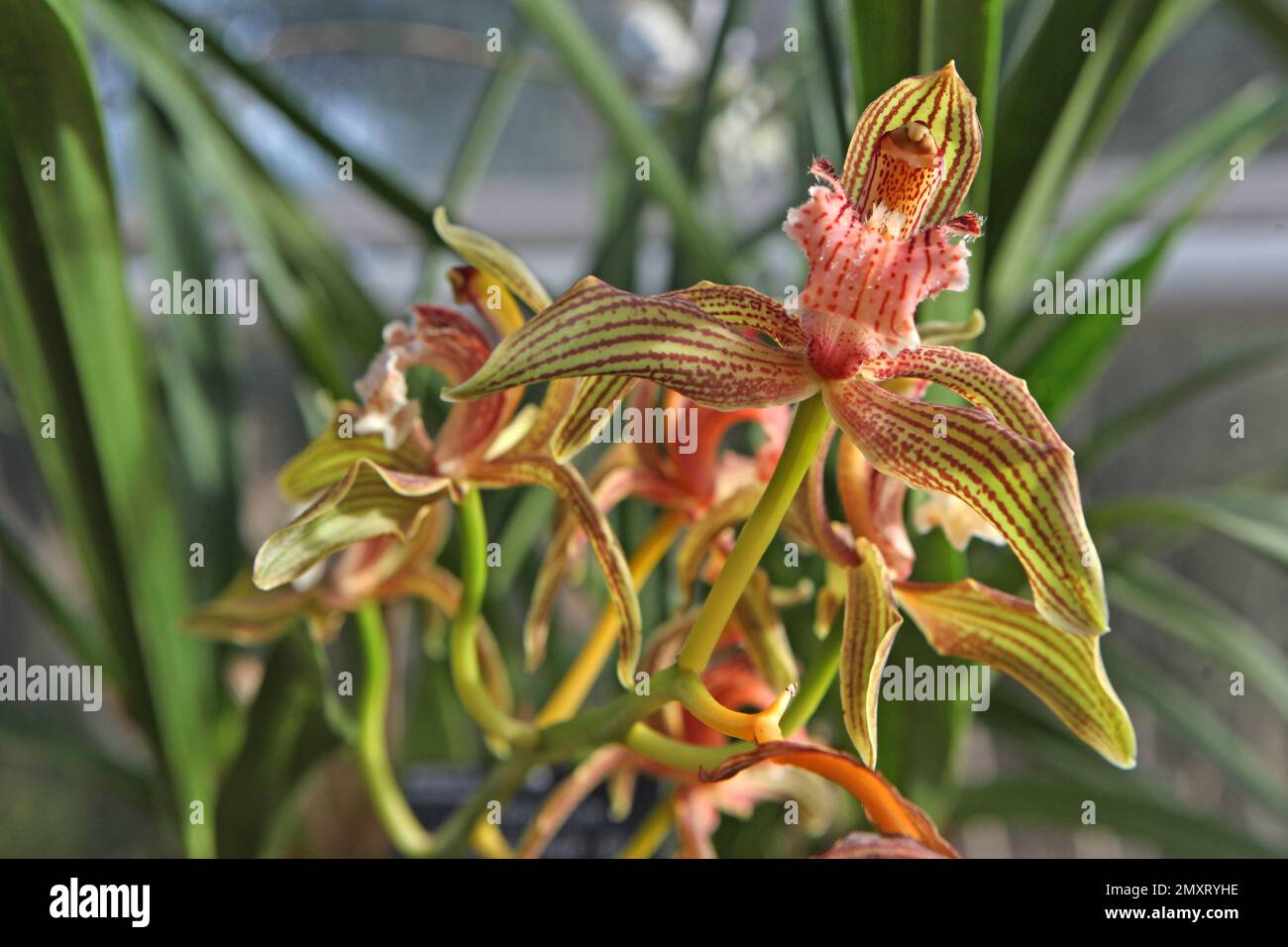 Cymbidium orchid, tracyanum stourbridge  in flower. Stock Photo