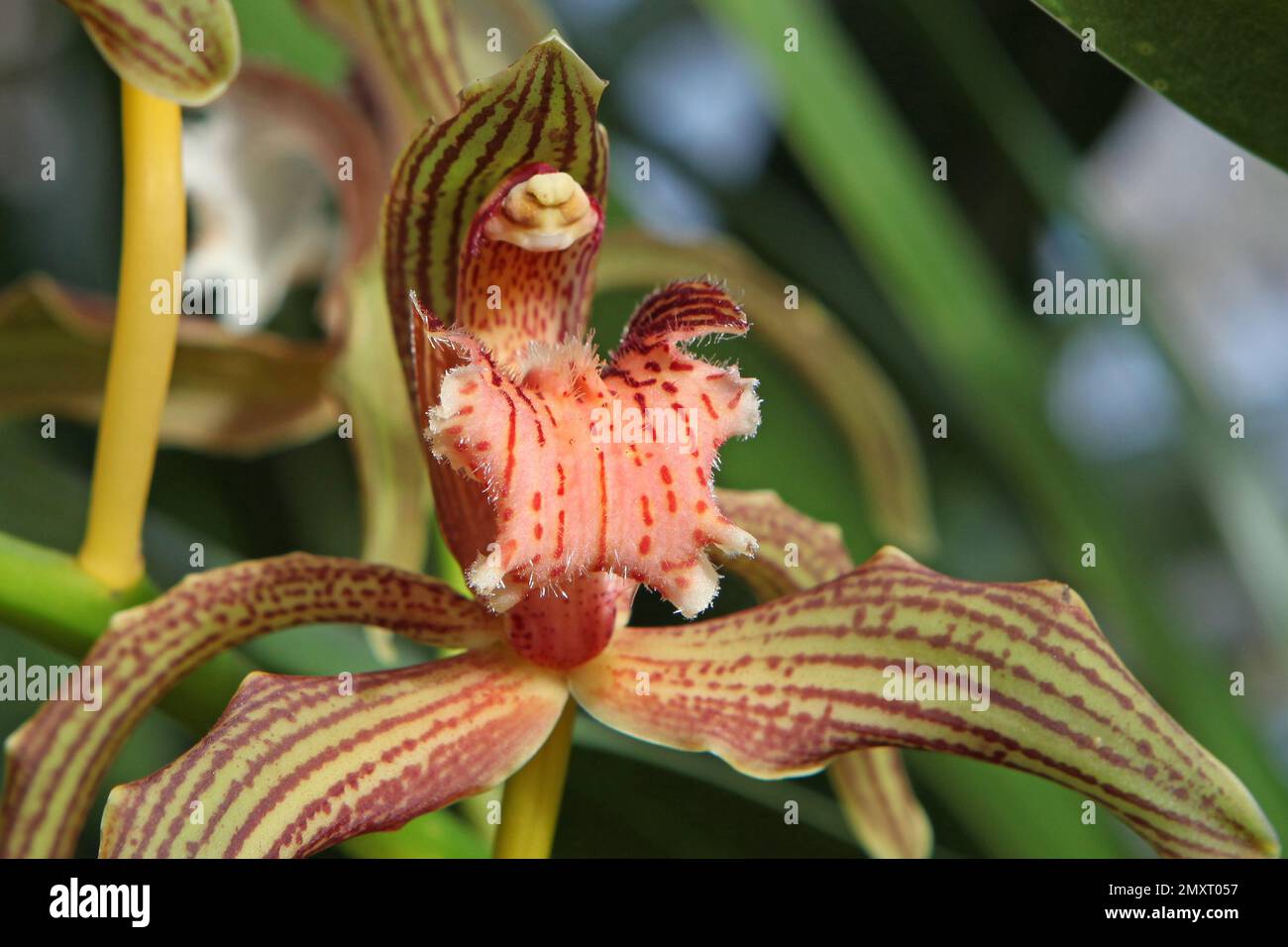 Cymbidium orchid, tracyanum stourbridge  in flower. Stock Photo