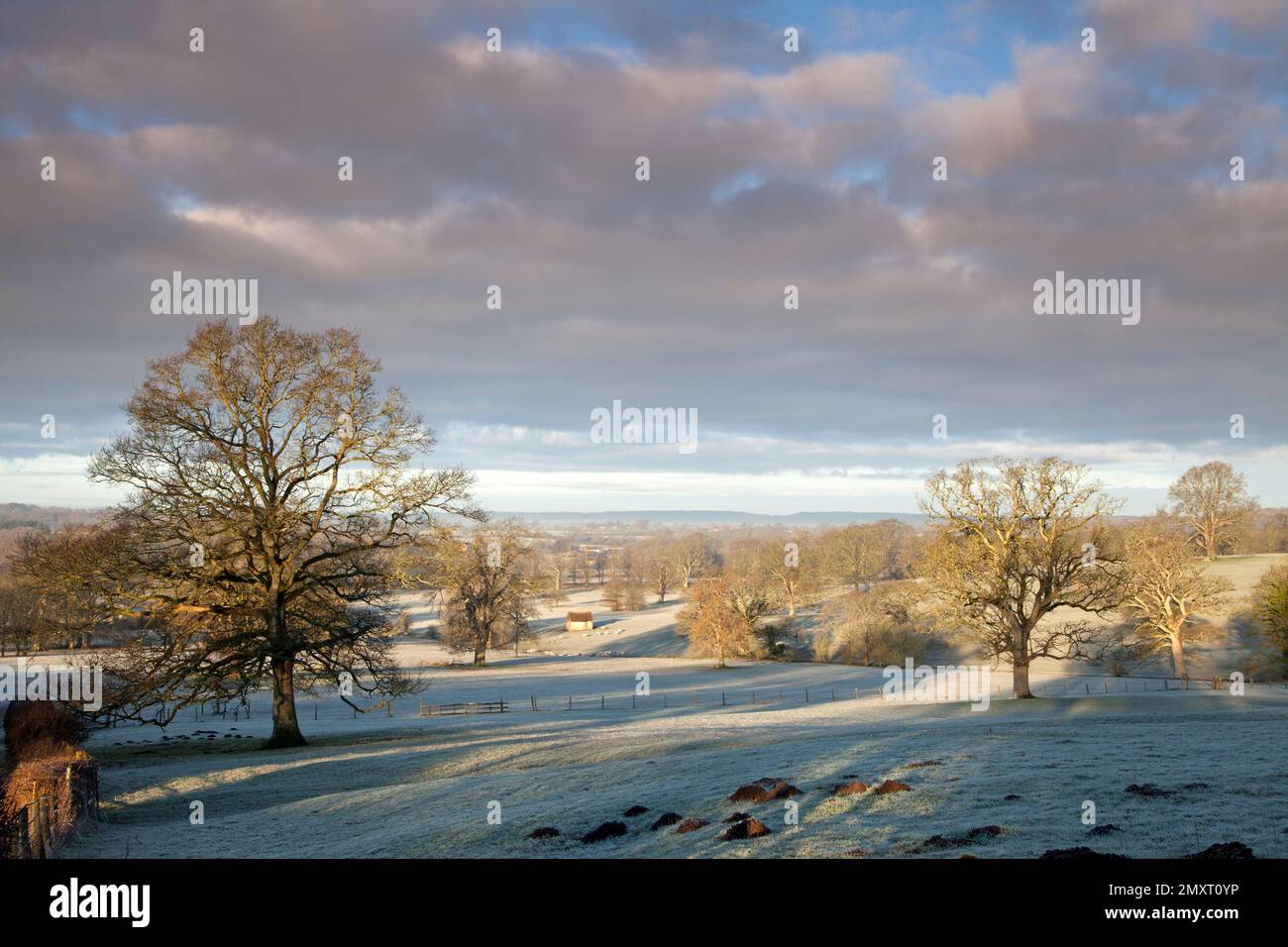 Frosty fields and oak trees near the village of Semley in Wiltshire. Stock Photo