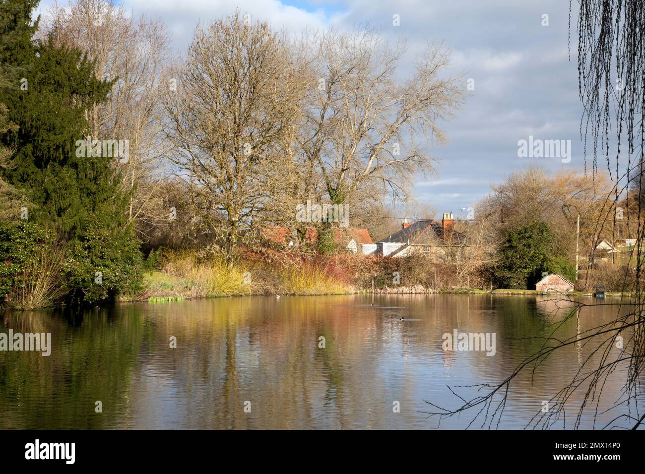 The pond in the small village of Ansty, in the Nadder Valley, Wiltshire. Stock Photo