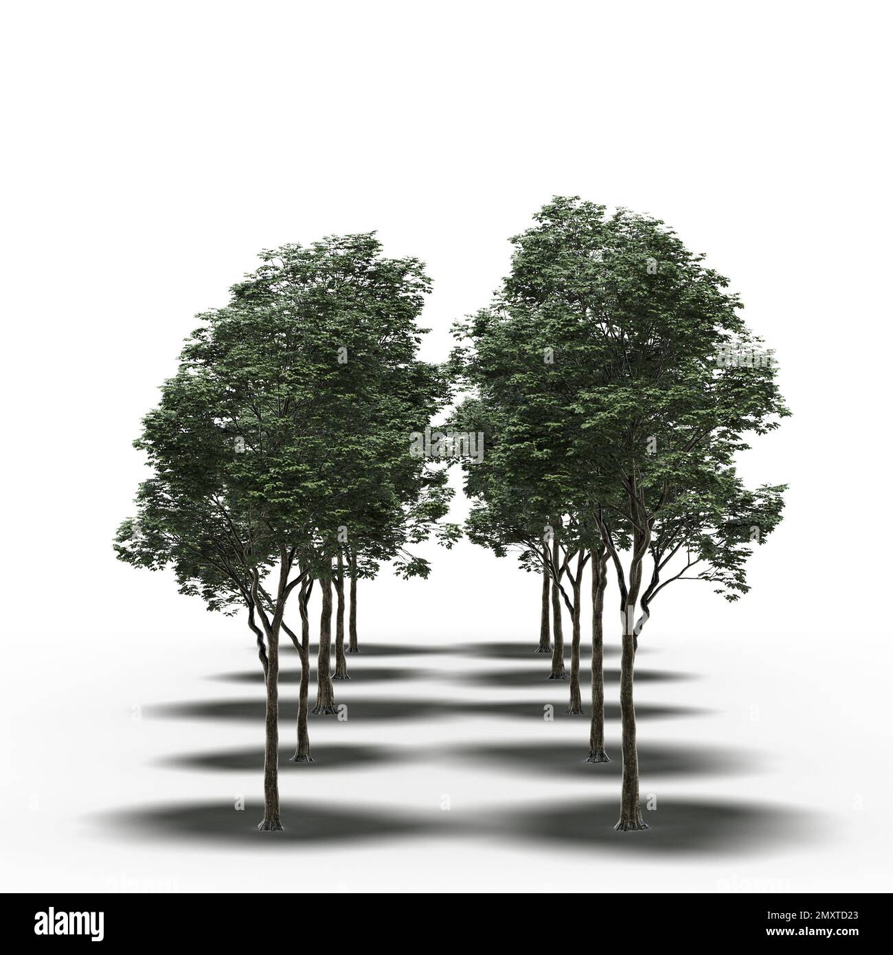 group of trees with a shadow under it, isolated on white background, 3D