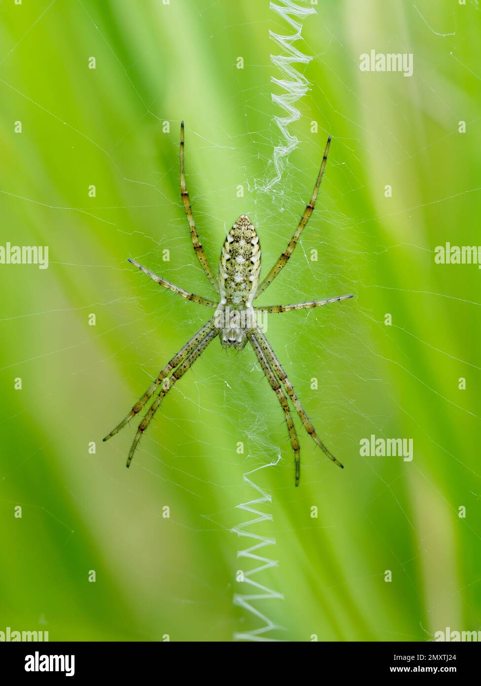 A juvenile female wasp spider in the centre of her web with the stabilimentum present. Stock Photo