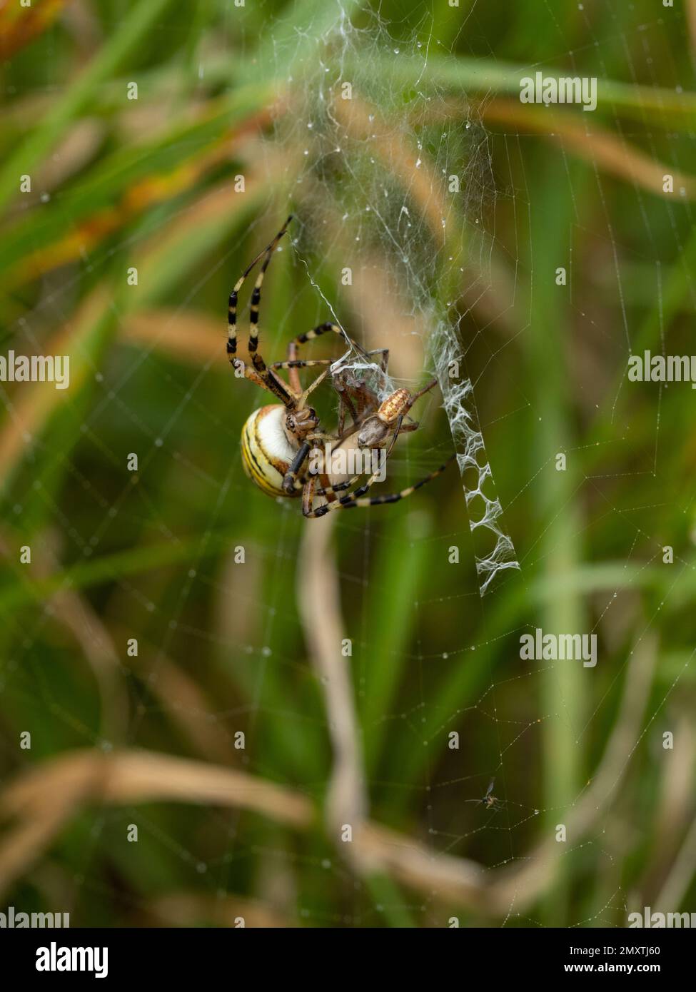 A female wasp spider that has just killed a male wasp spider after mating. Stock Photo