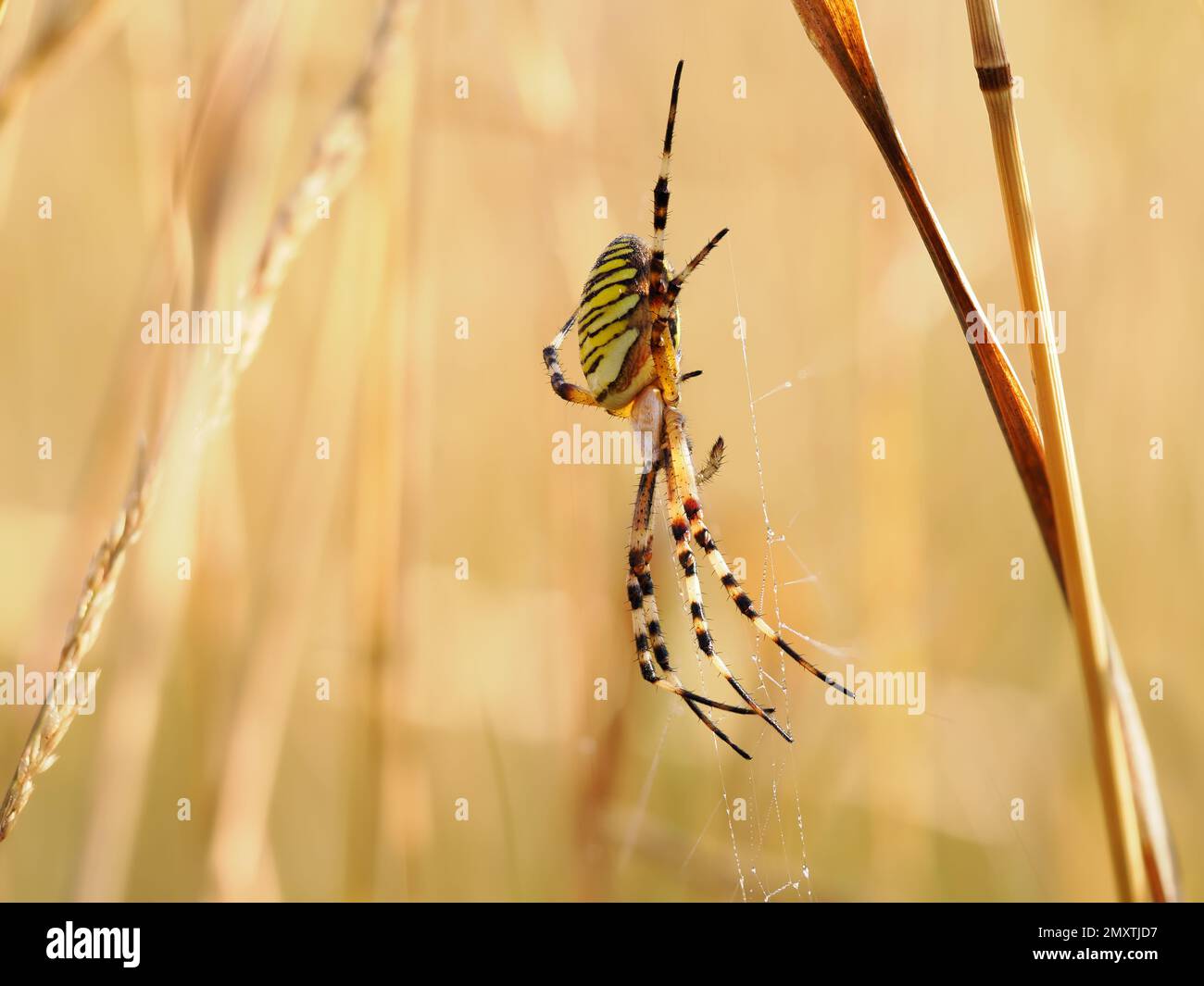 An adult female wasp spider positioned above the hub of her web. Stock Photo