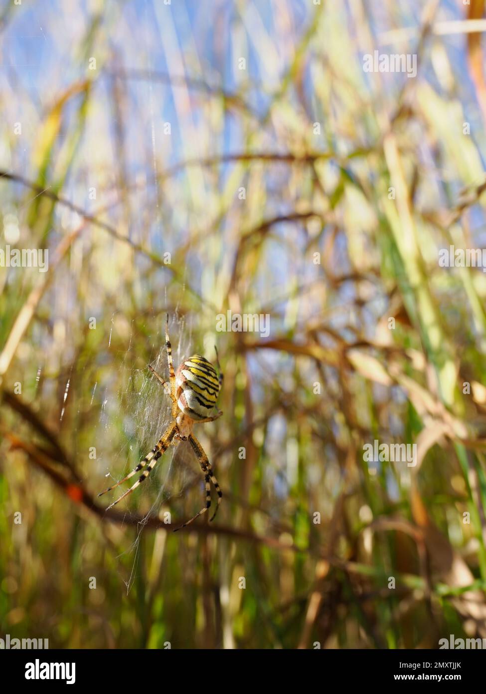 A female wasp spider on her web that is positioned low in the grass. Stock Photo