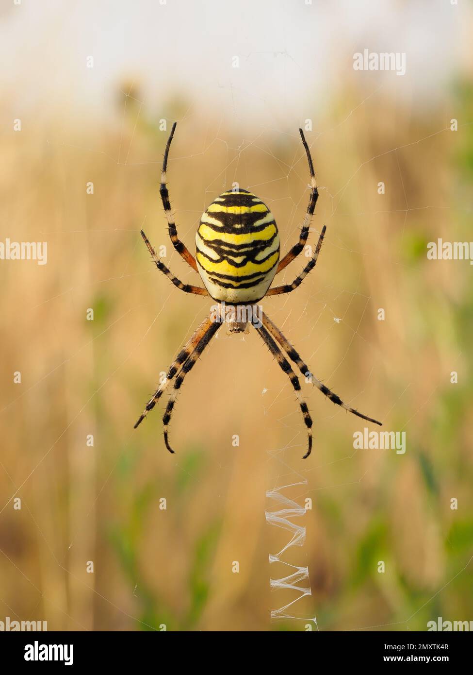 An adult female wasp spider on her web with the stabilimentum visible. Stock Photo